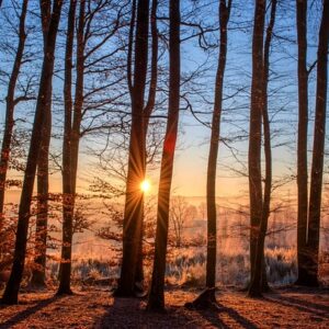 Advanced NST Payment Plan Option